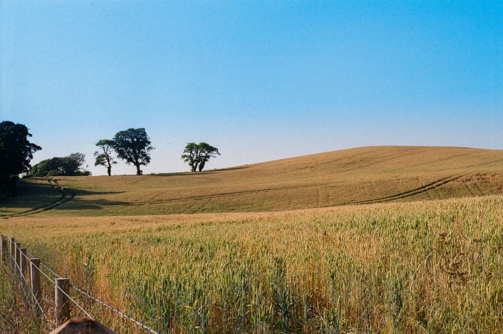 green grass field near green trees under blue sky during daytime