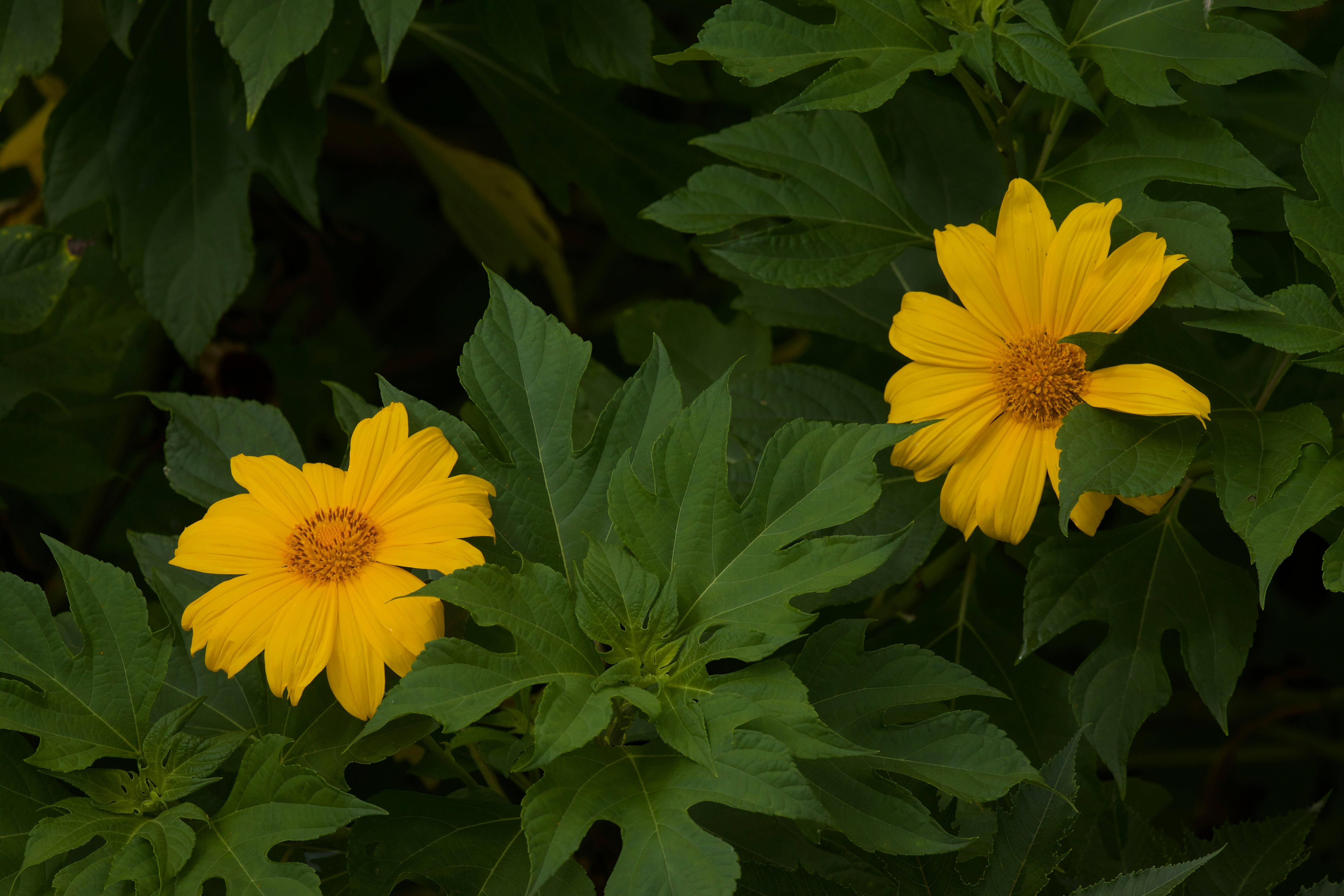 Photo by shrikanth_9986