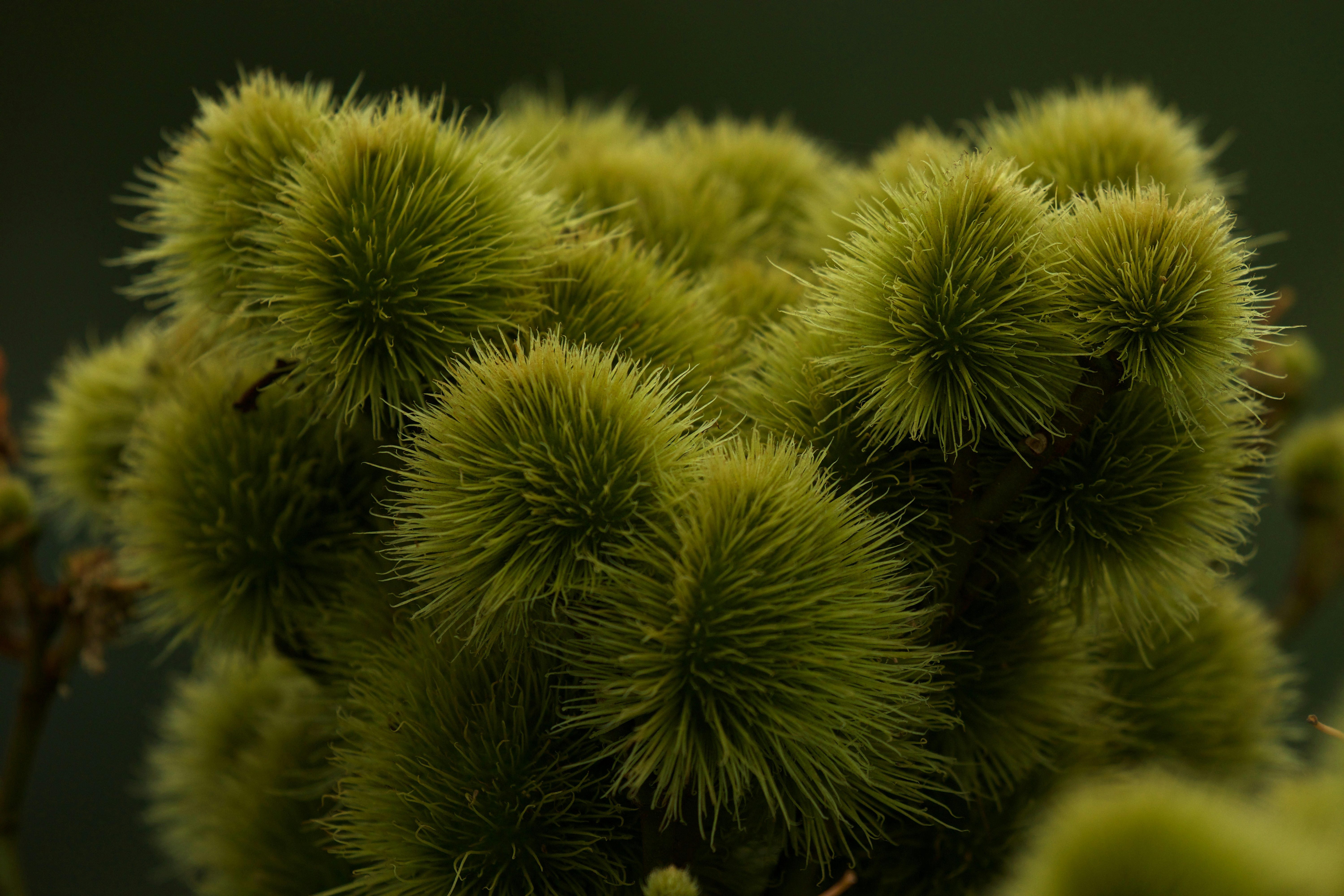 Photo by shrikanth_9986