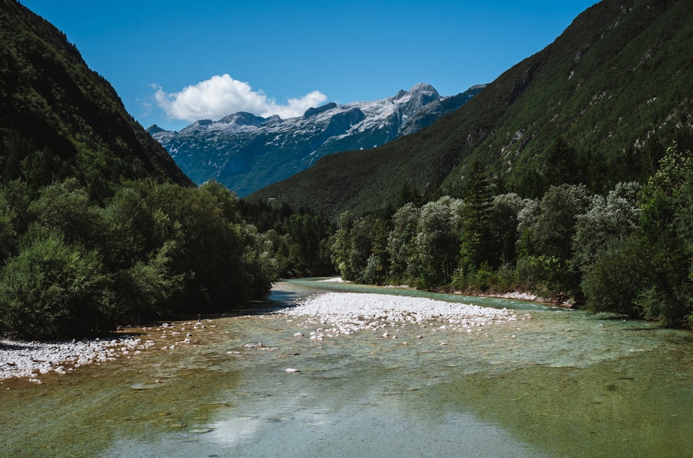 green trees near river and mountains during daytime