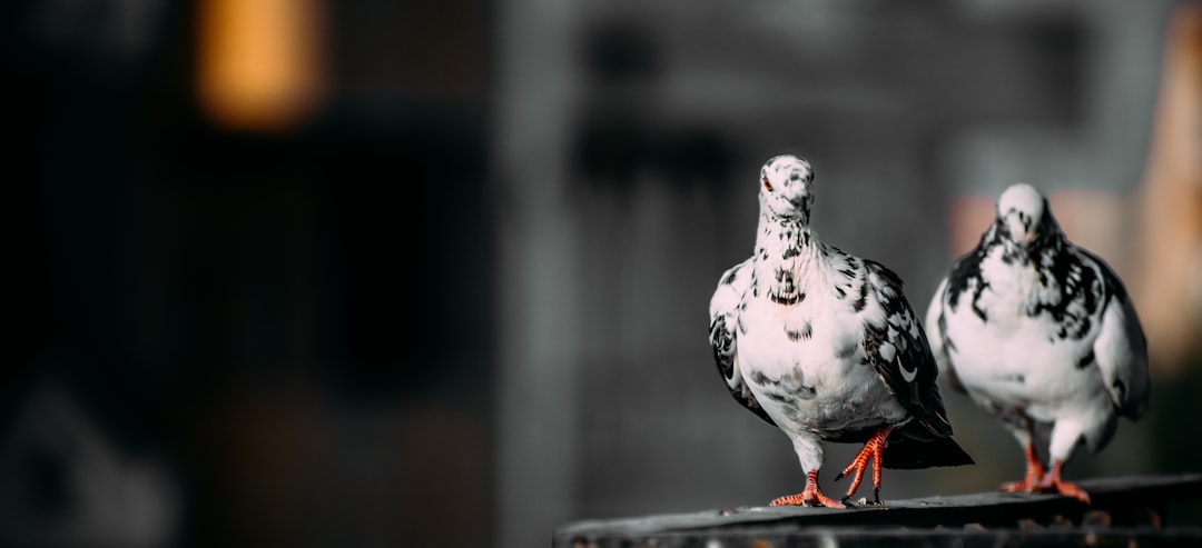 white and black bird on brown wooden surface