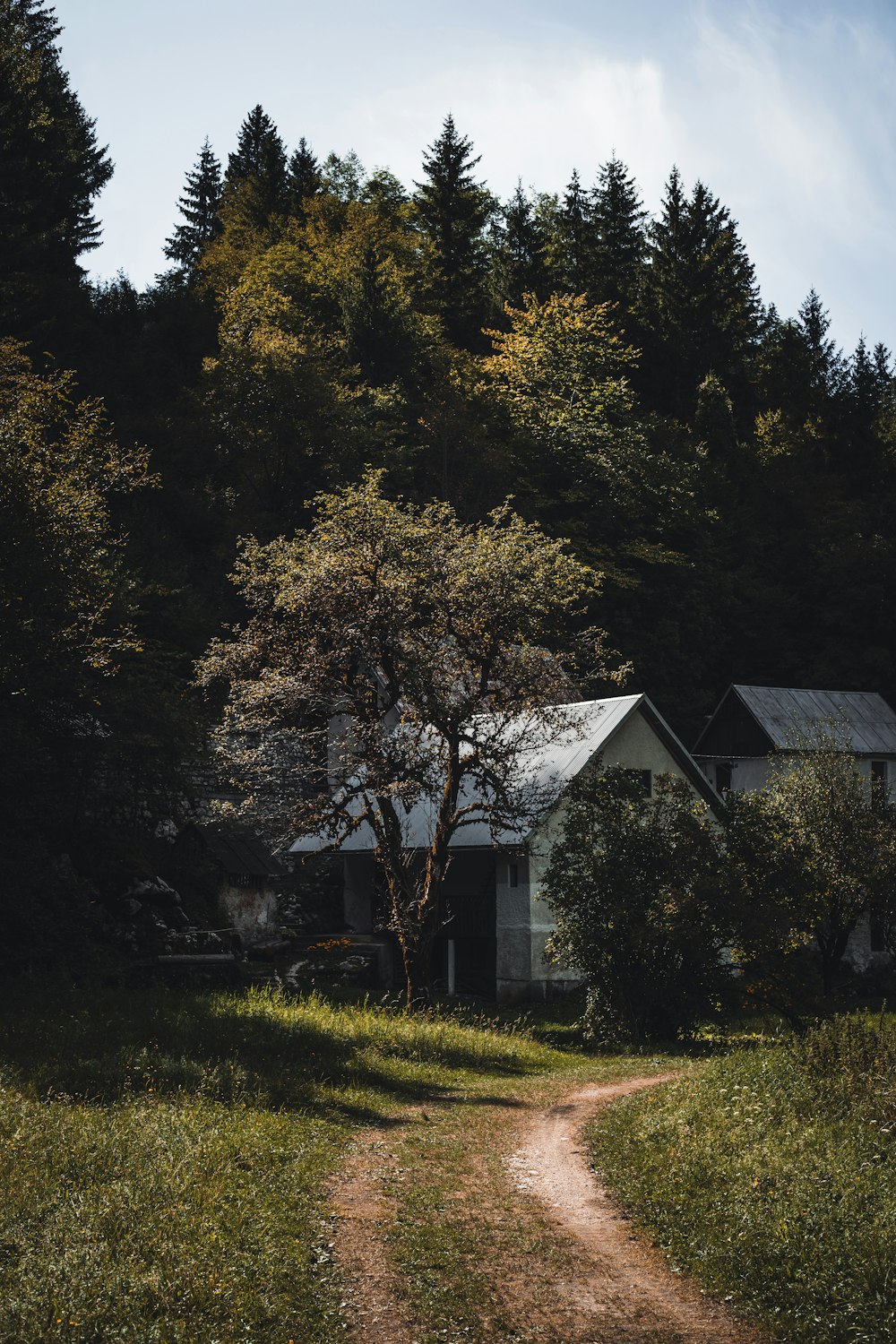 white and gray house surrounded by green trees