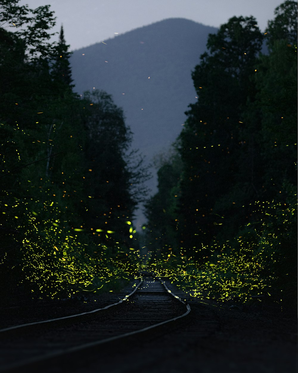 black asphalt road between green trees during daytime