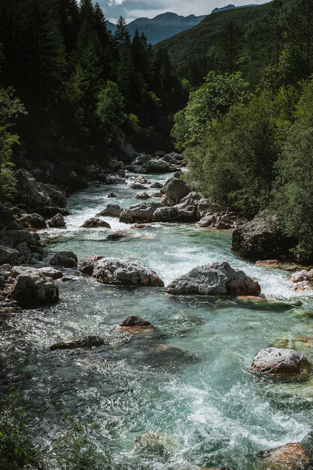 river in the middle of green trees