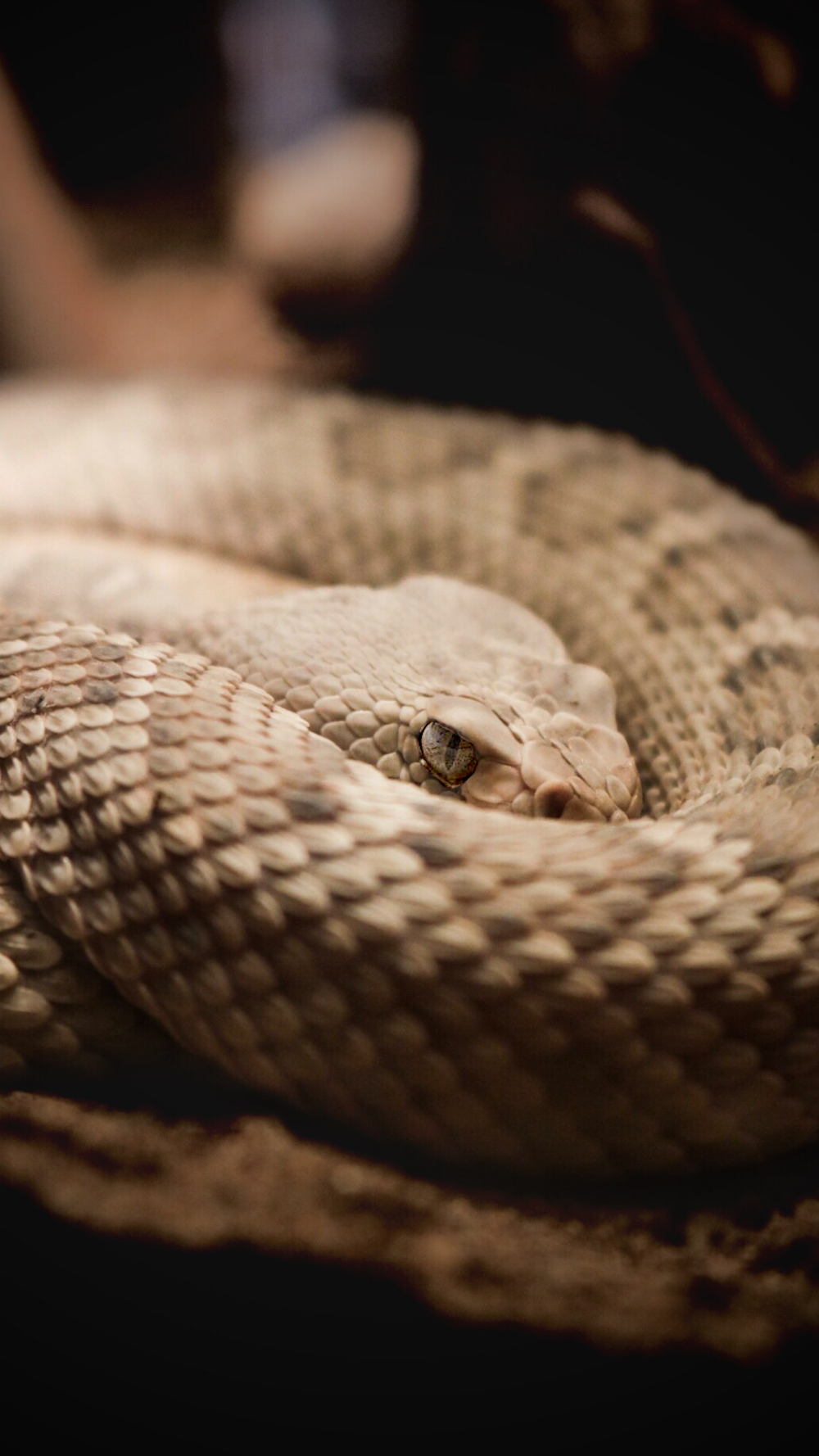 brown snake on brown textile