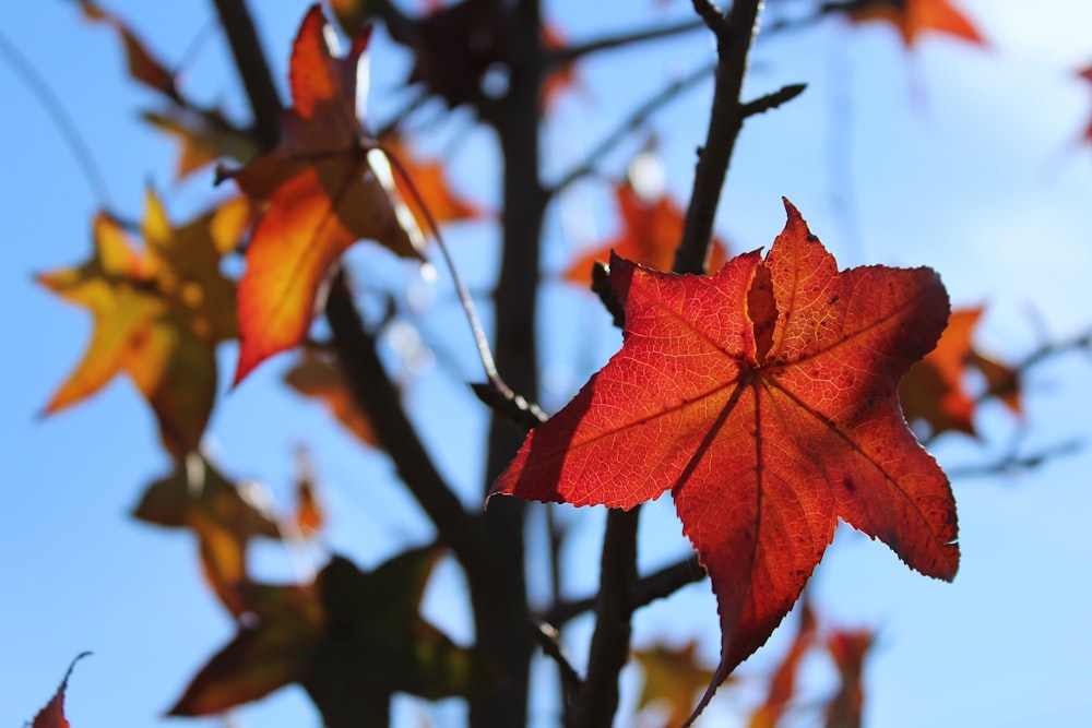 red maple leaf on black metal fence