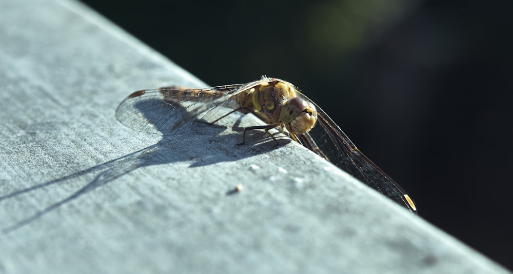 libellule brune et noire sur surface de béton gris