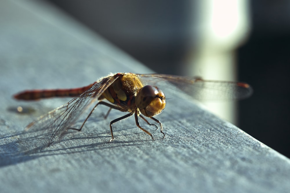 brown and black dragonfly on grey textile