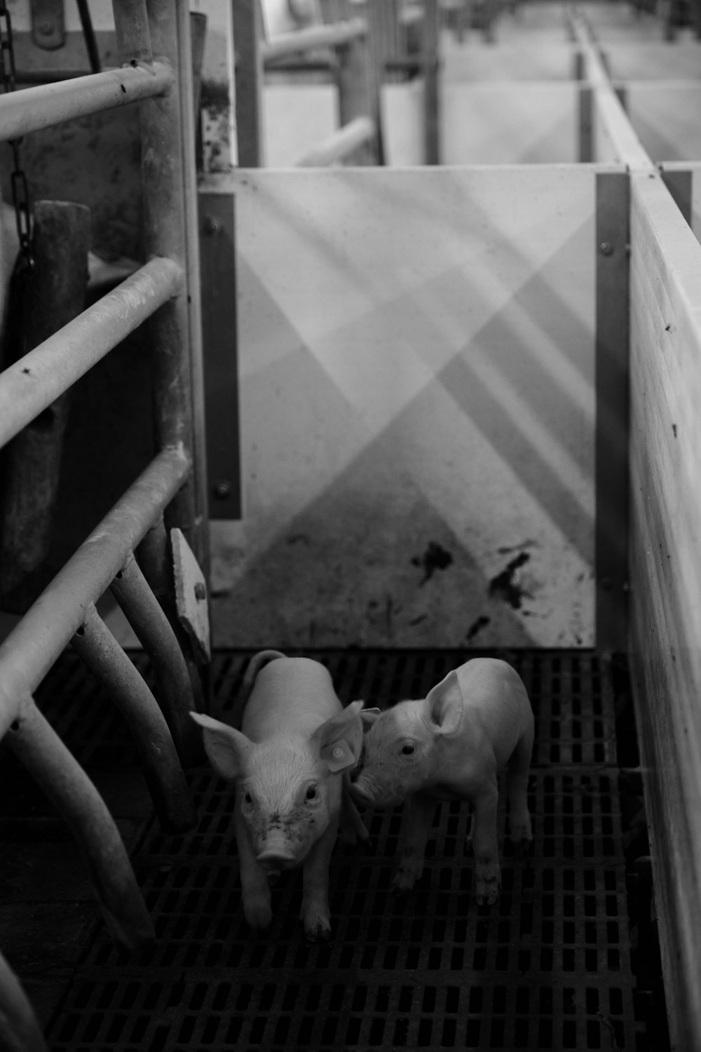 grayscale photo of pig on cage