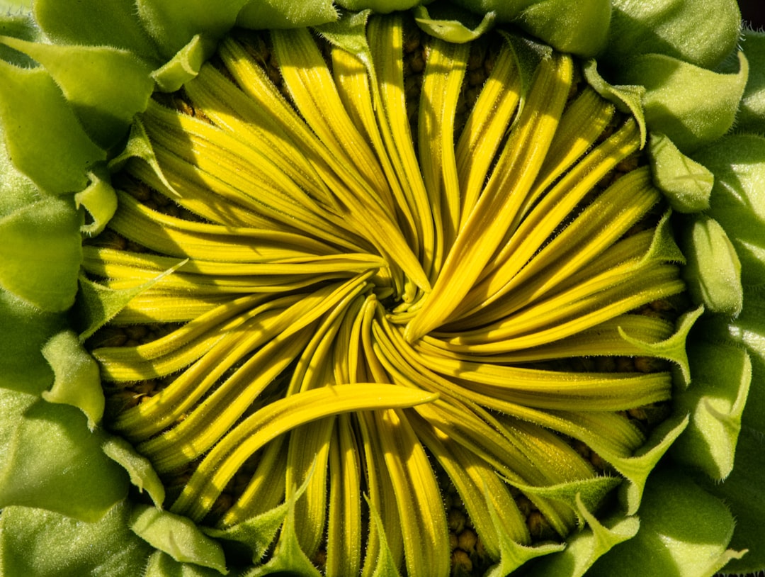 yellow and green flower petals