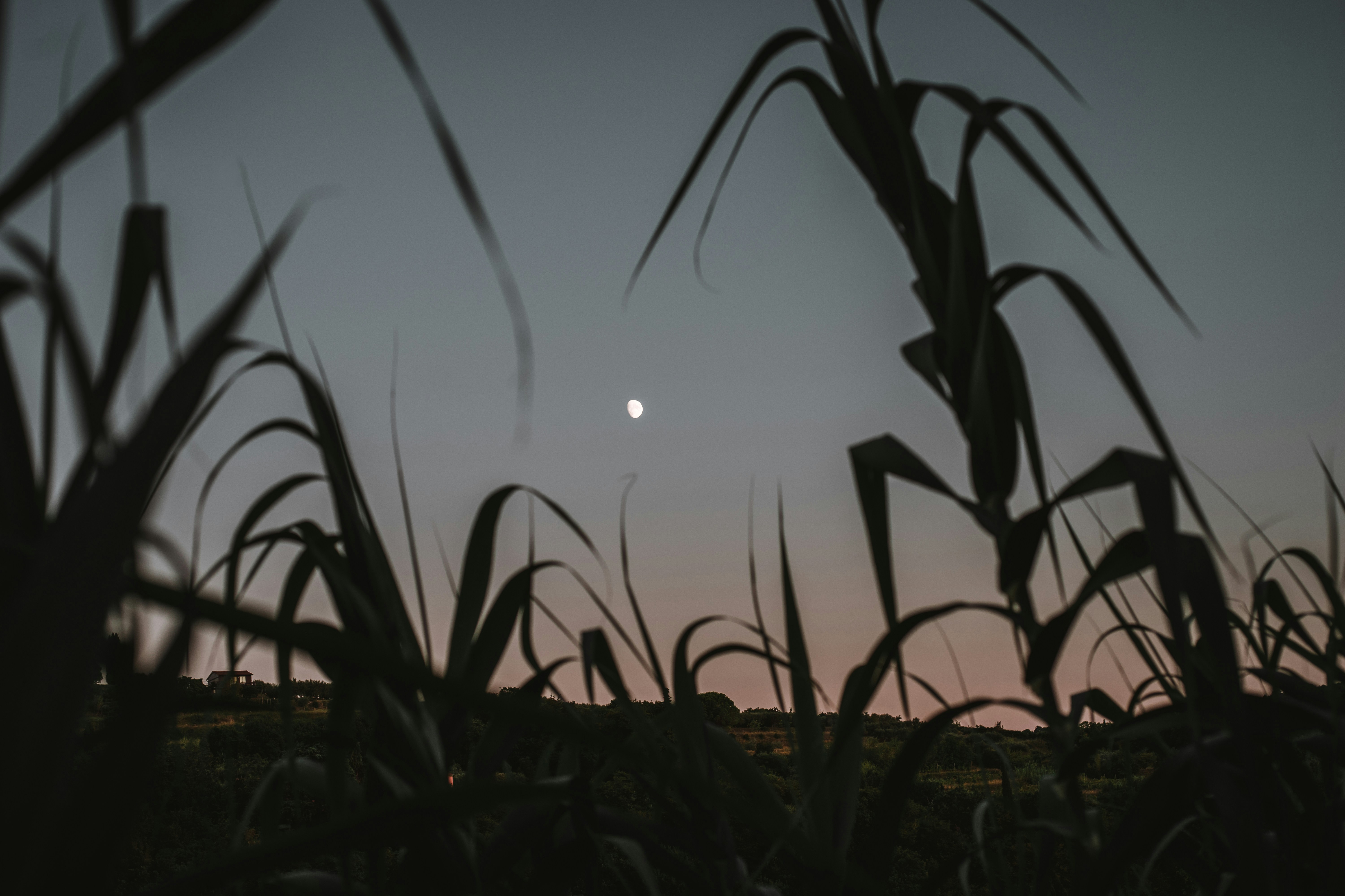 photo-1630690993682-aa66d1510652?ixid=M3wxMjA3fDB8MXxzZWFyY2h8Nnx8bmlnaHRmYWxsJTIwZmFybWluZyUyMHRpcHN8ZW58MHx8fHwxNzY1MzQwNDM3fDA\u0026ixlib=rb-4.1.0