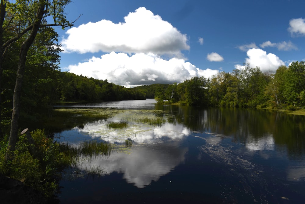 green trees beside river under blue sky and white clouds during daytime