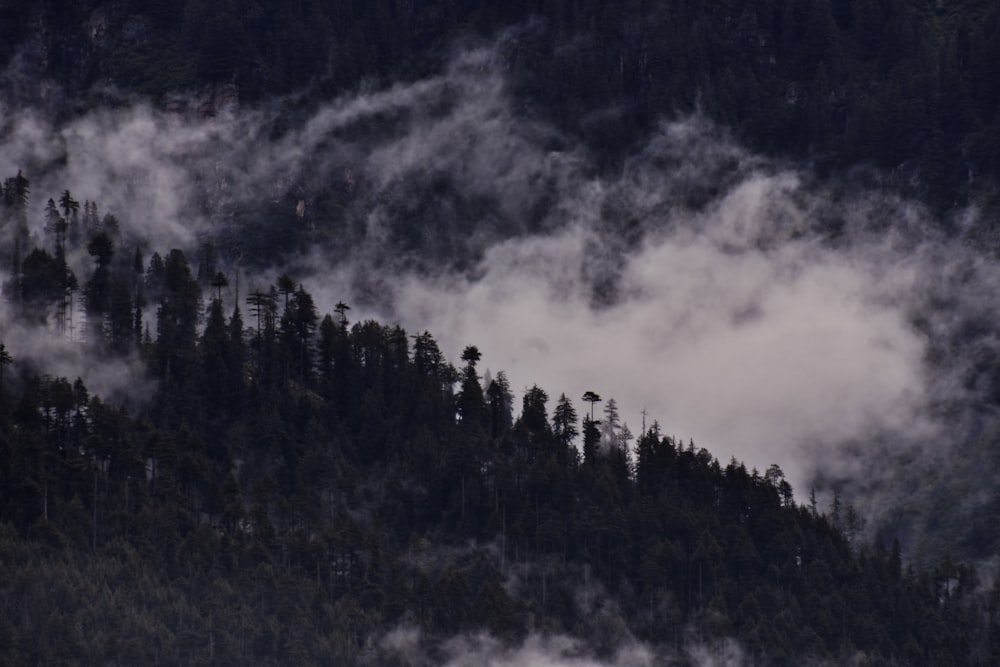 green trees under cloudy sky during daytime