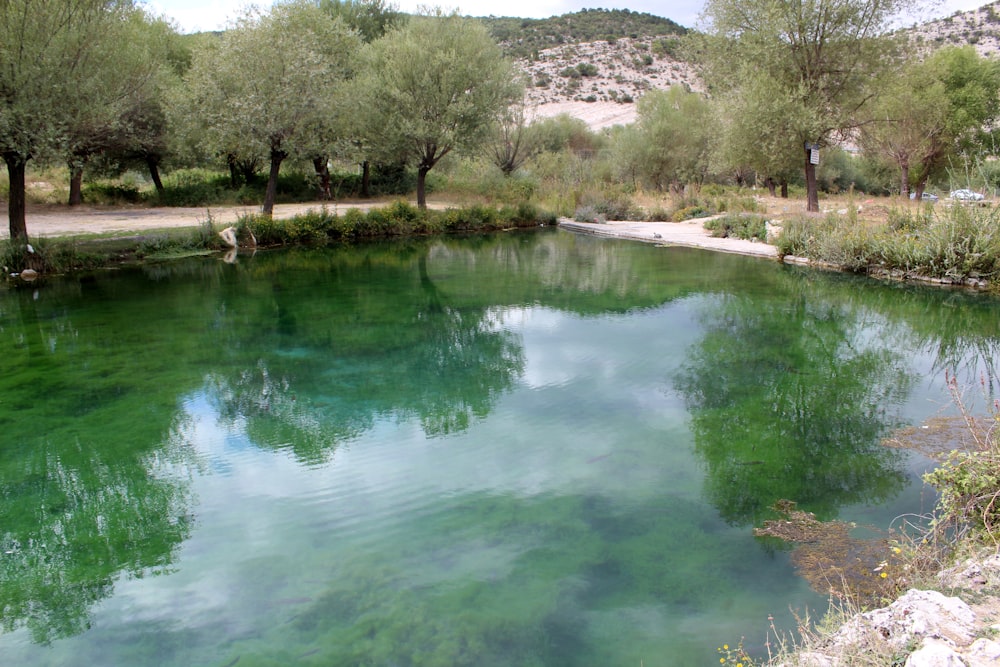 green trees near lake during daytime