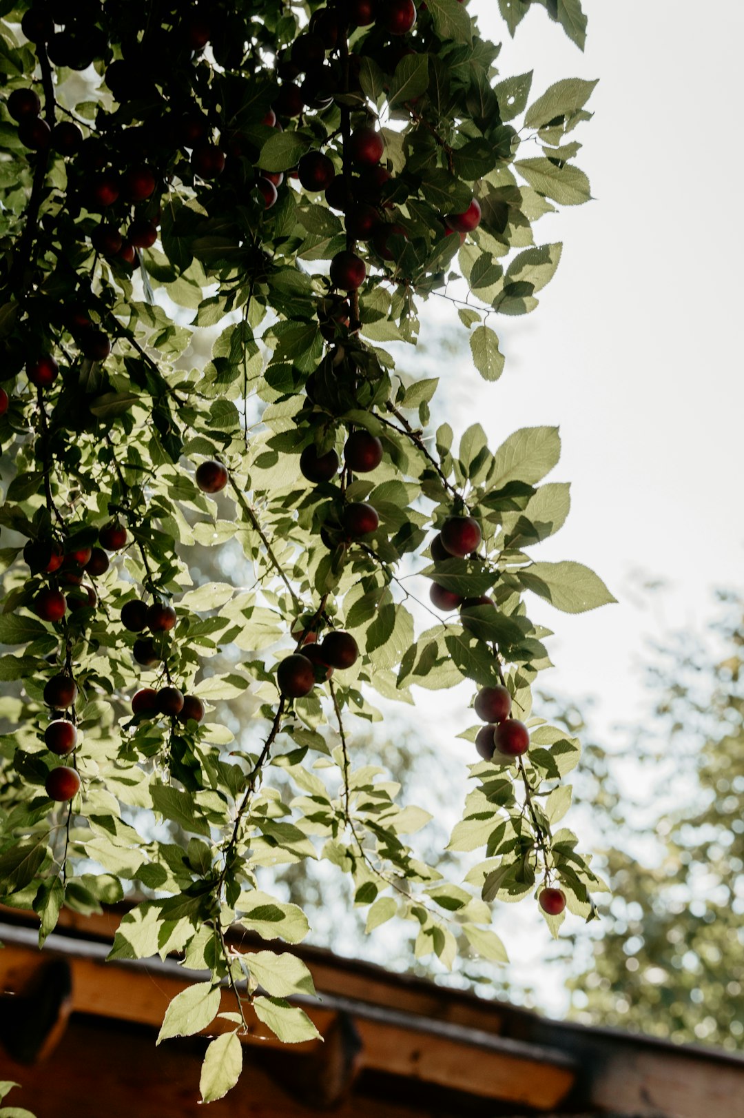 red round fruits on tree during daytime