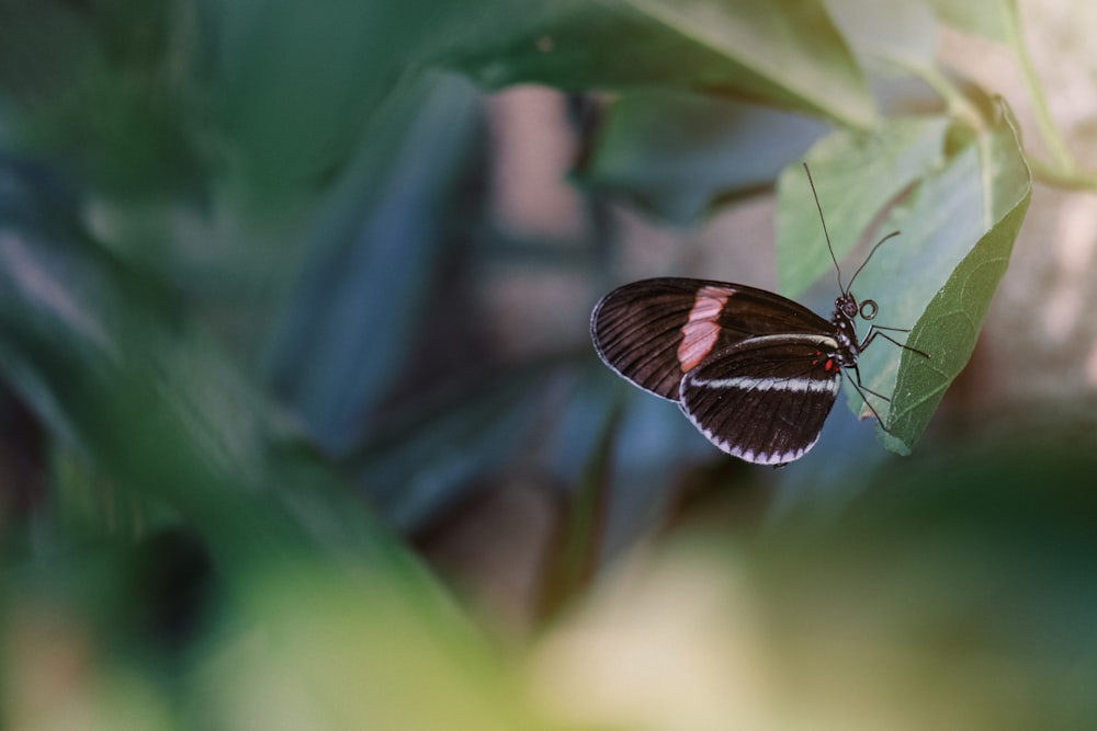 mariposa negra y marrón posada en hoja verde en fotografía de primer plano durante el día