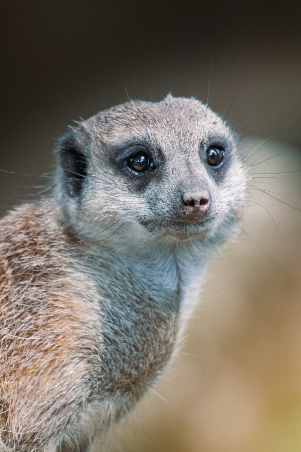 brown and white animal in close up photography