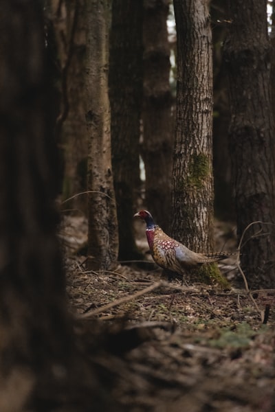 brown and red bird on brown dried leaves