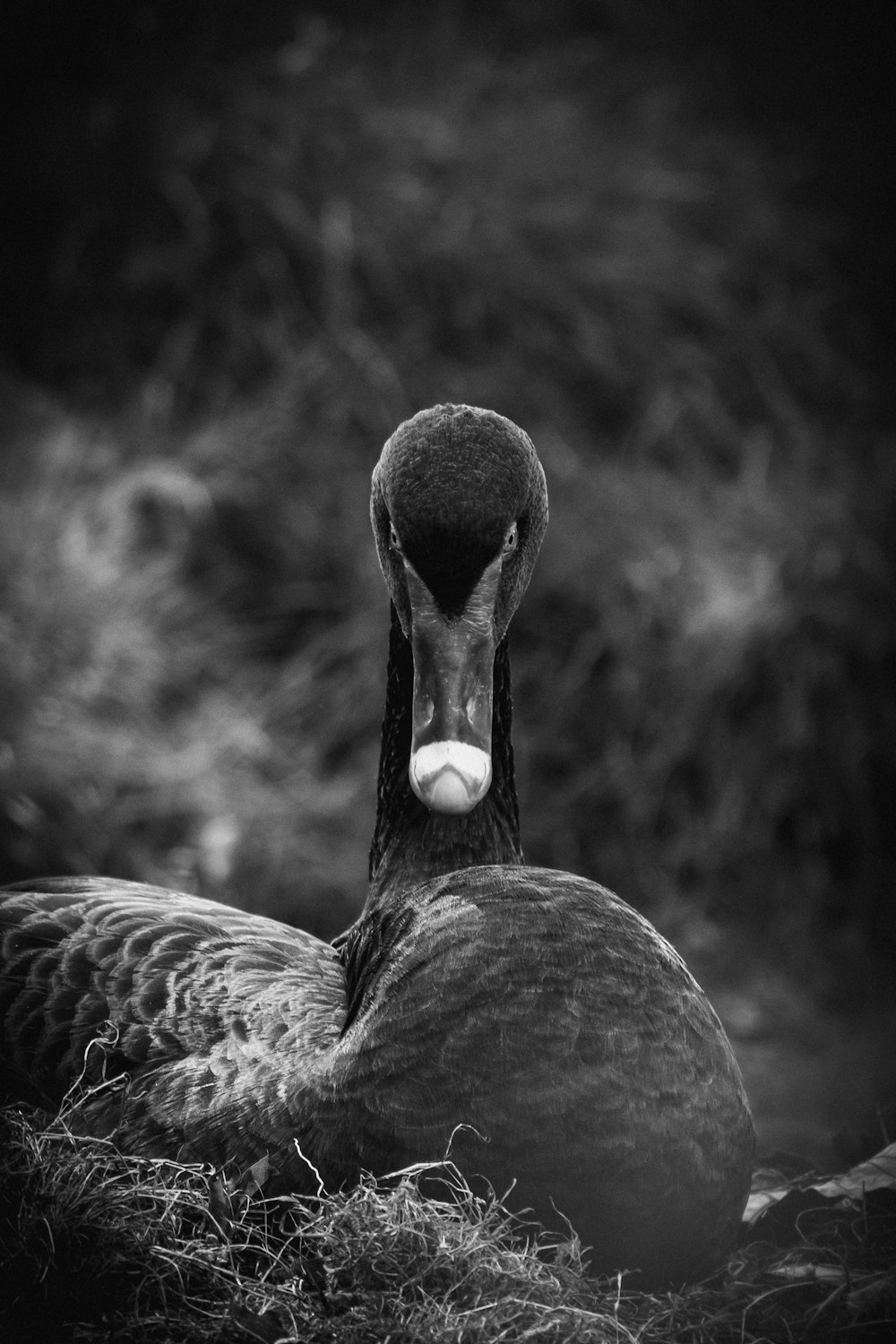 Photo en niveaux de gris de canard sur l’eau