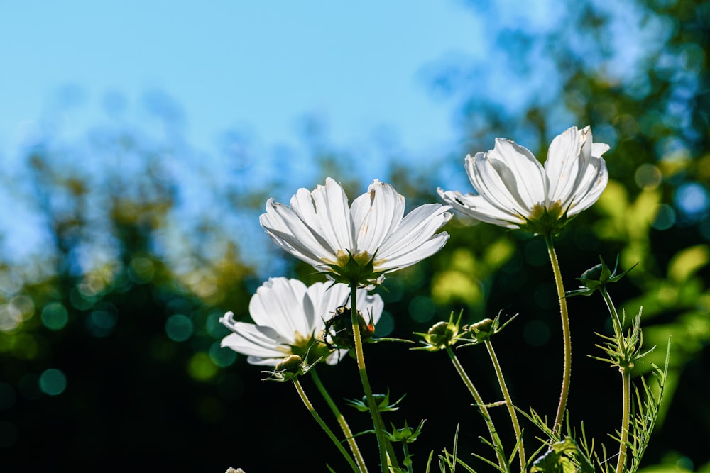 flor blanca bajo el cielo azul durante el día