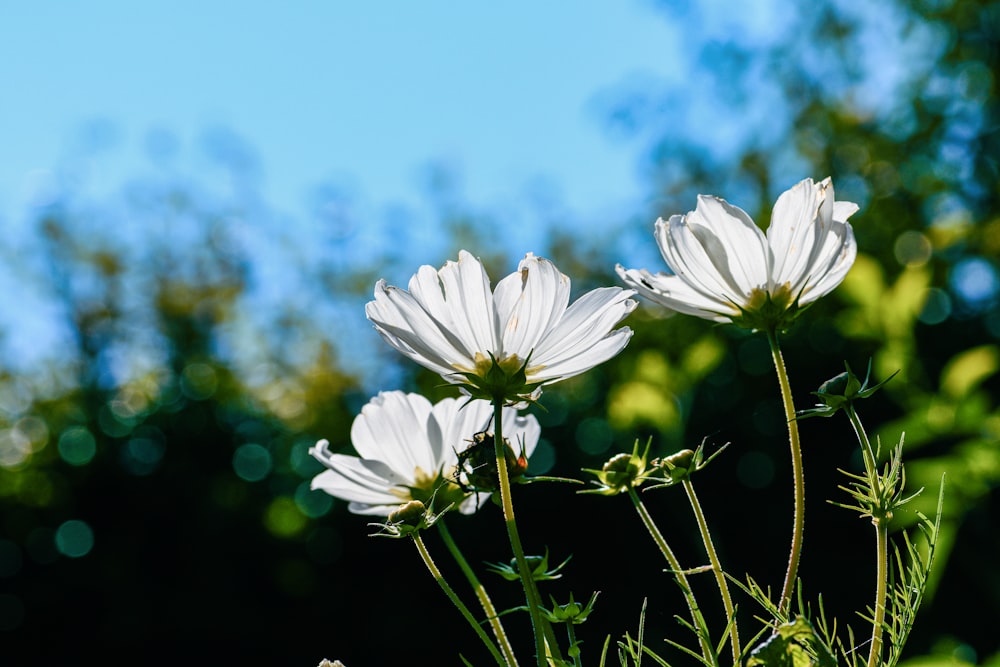 white flower under blue sky during daytime