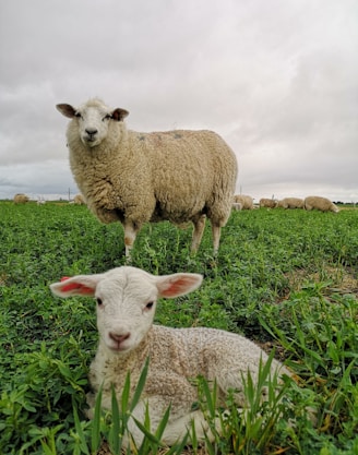 white sheep on green grass field during daytime