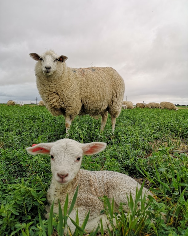 white sheep on green grass field during daytime