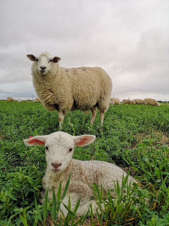 white sheep on green grass field during daytime