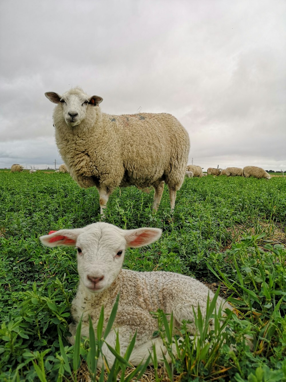 white sheep on green grass field during daytime