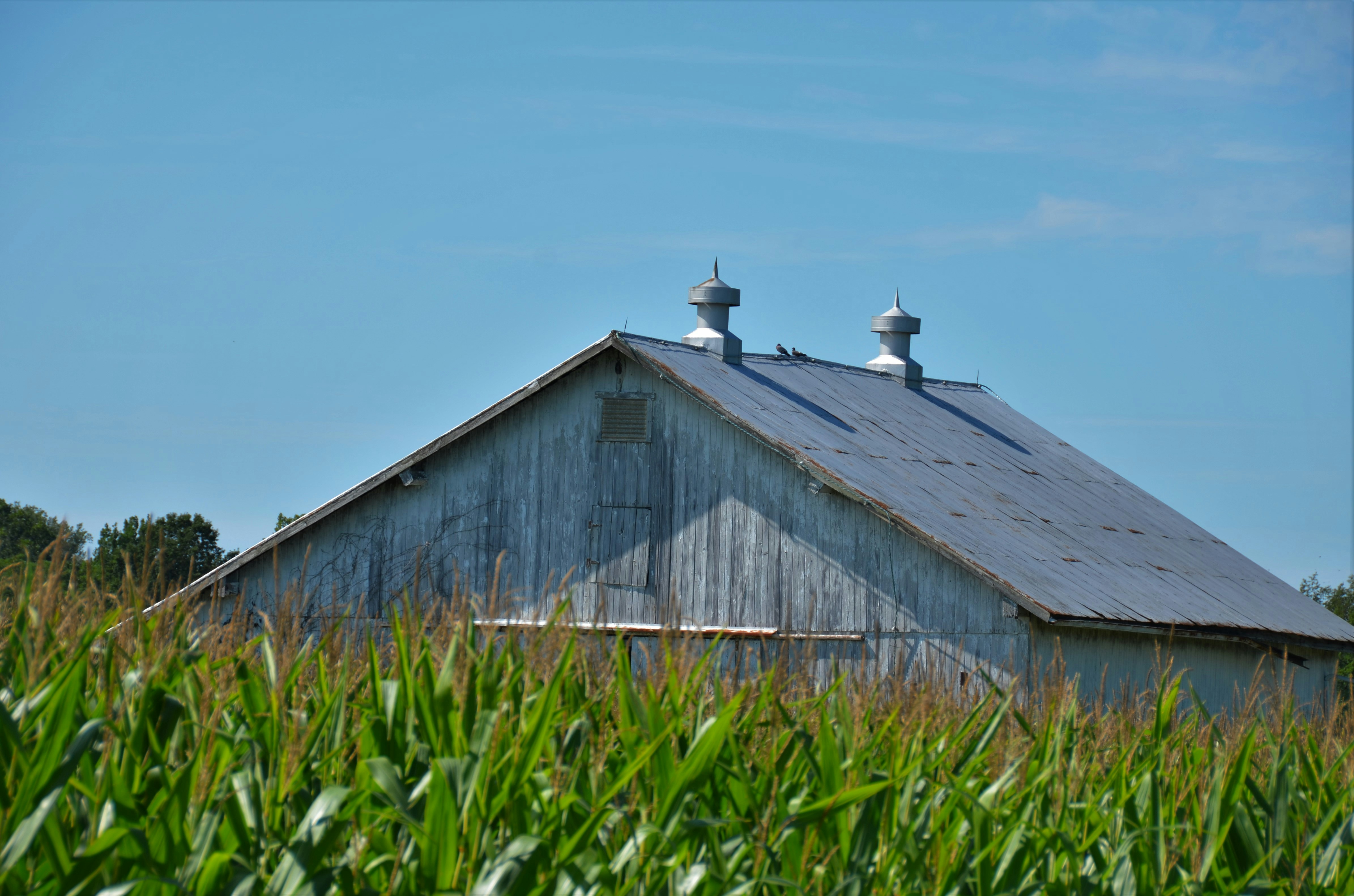 brown wooden house on green grass field under blue sky during daytime