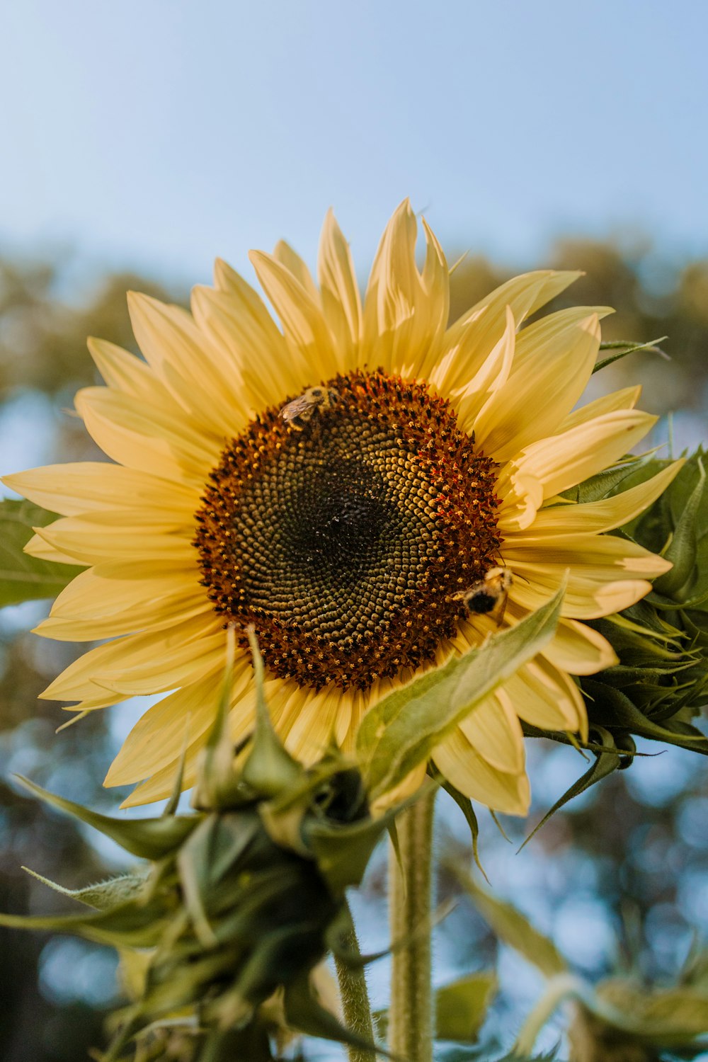 yellow sunflower in close up photography