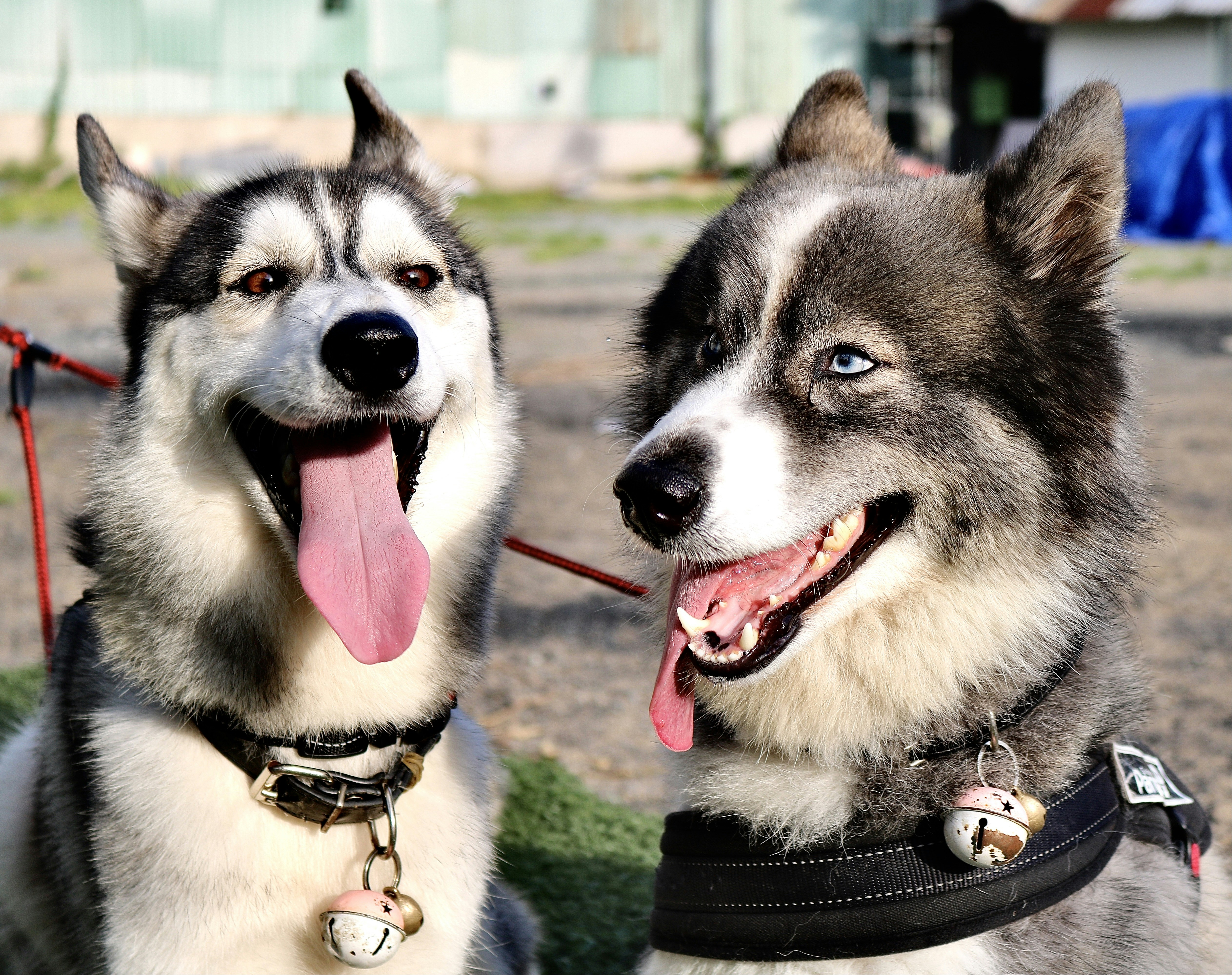 Photo by phungthanhtrieu