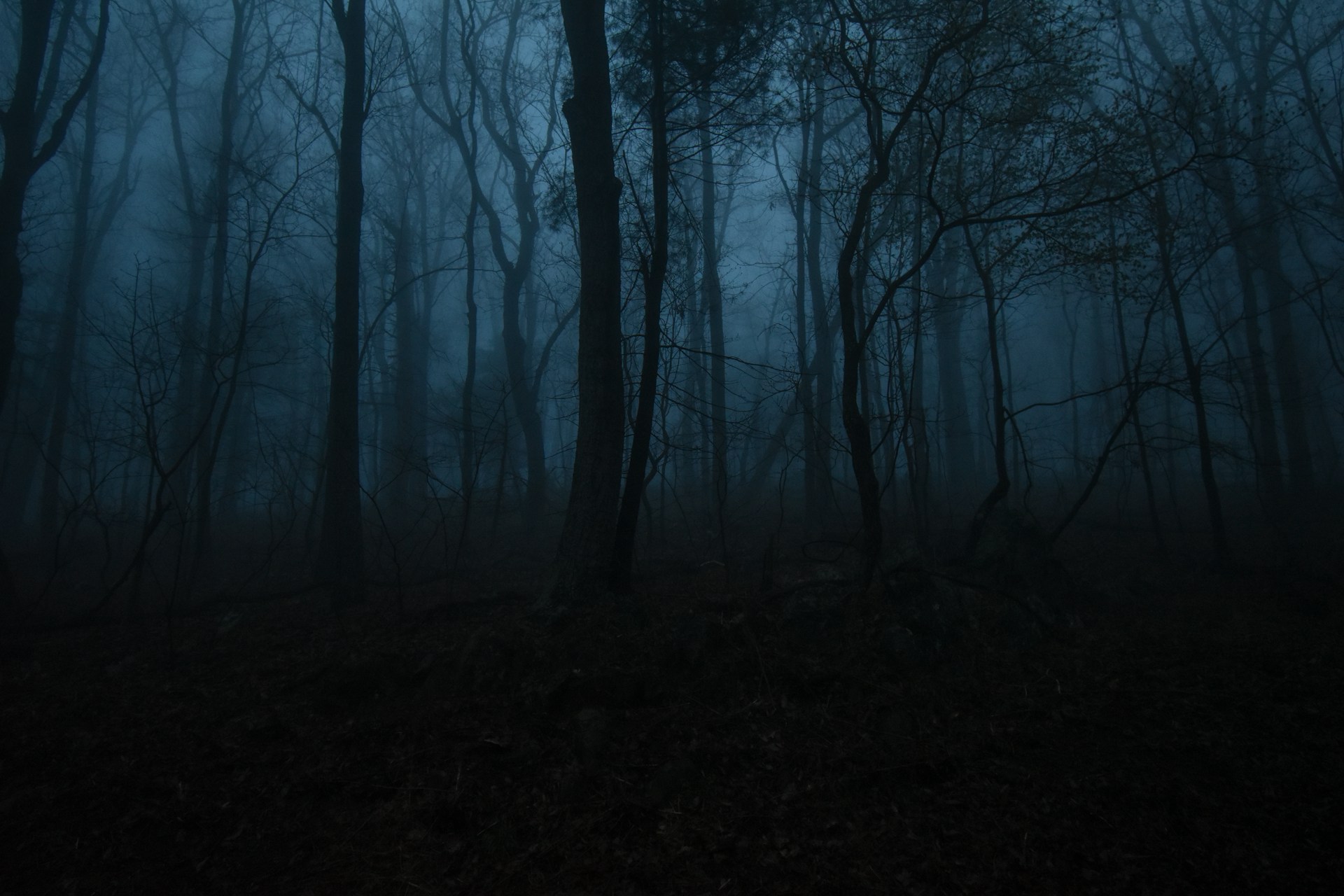 bare trees on forest during daytime
