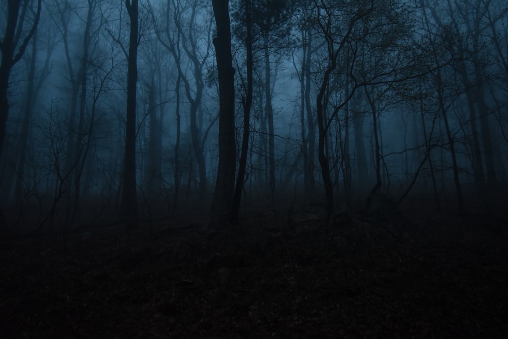 bare trees on forest during daytime