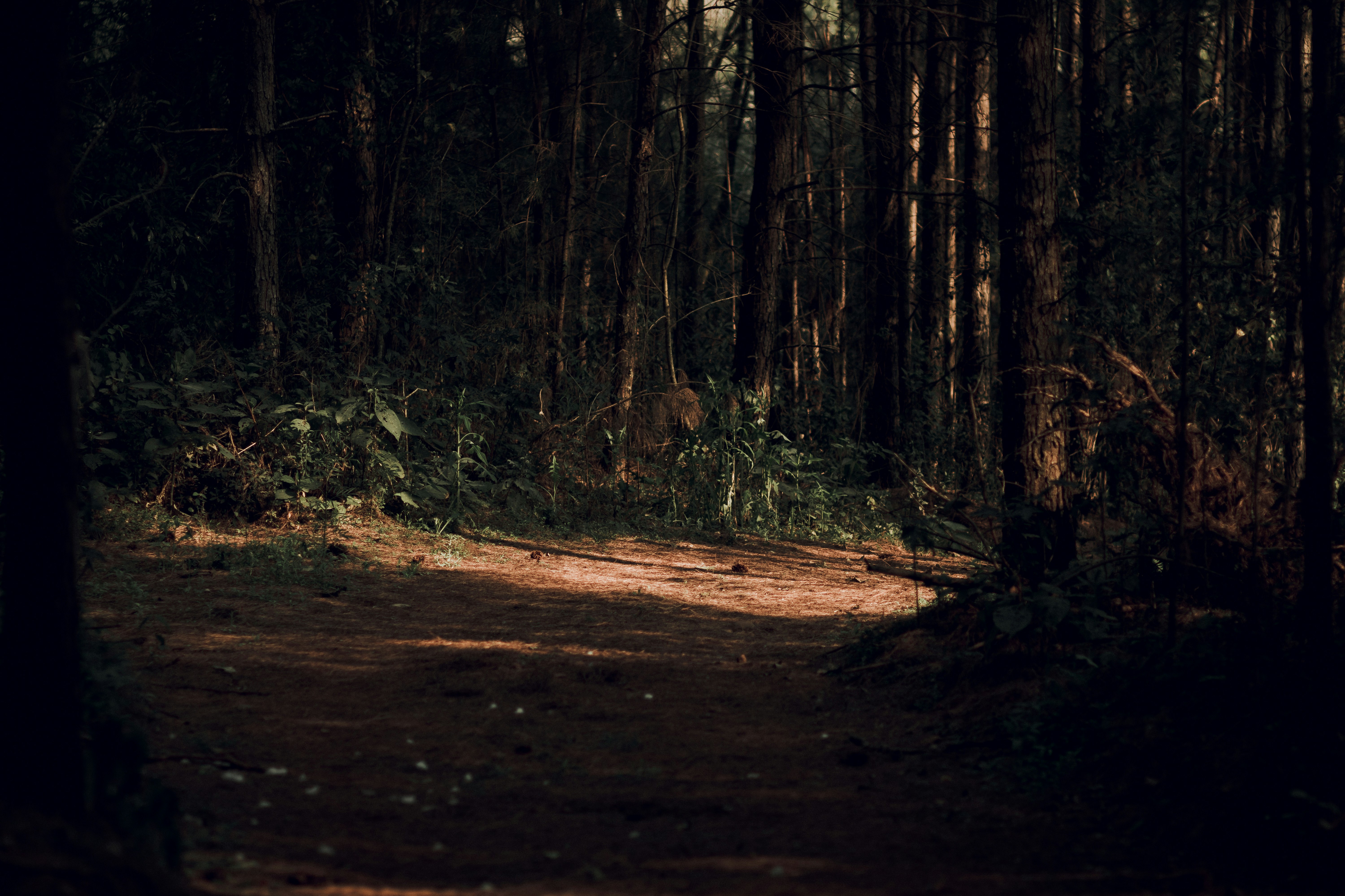 Os caminhos da natureza.