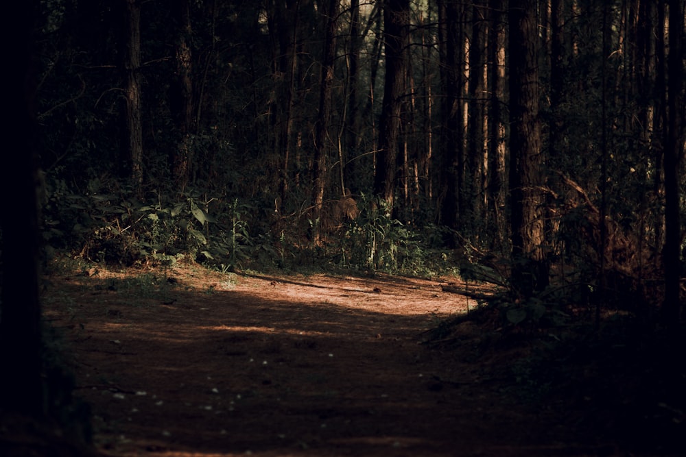 green trees on brown soil