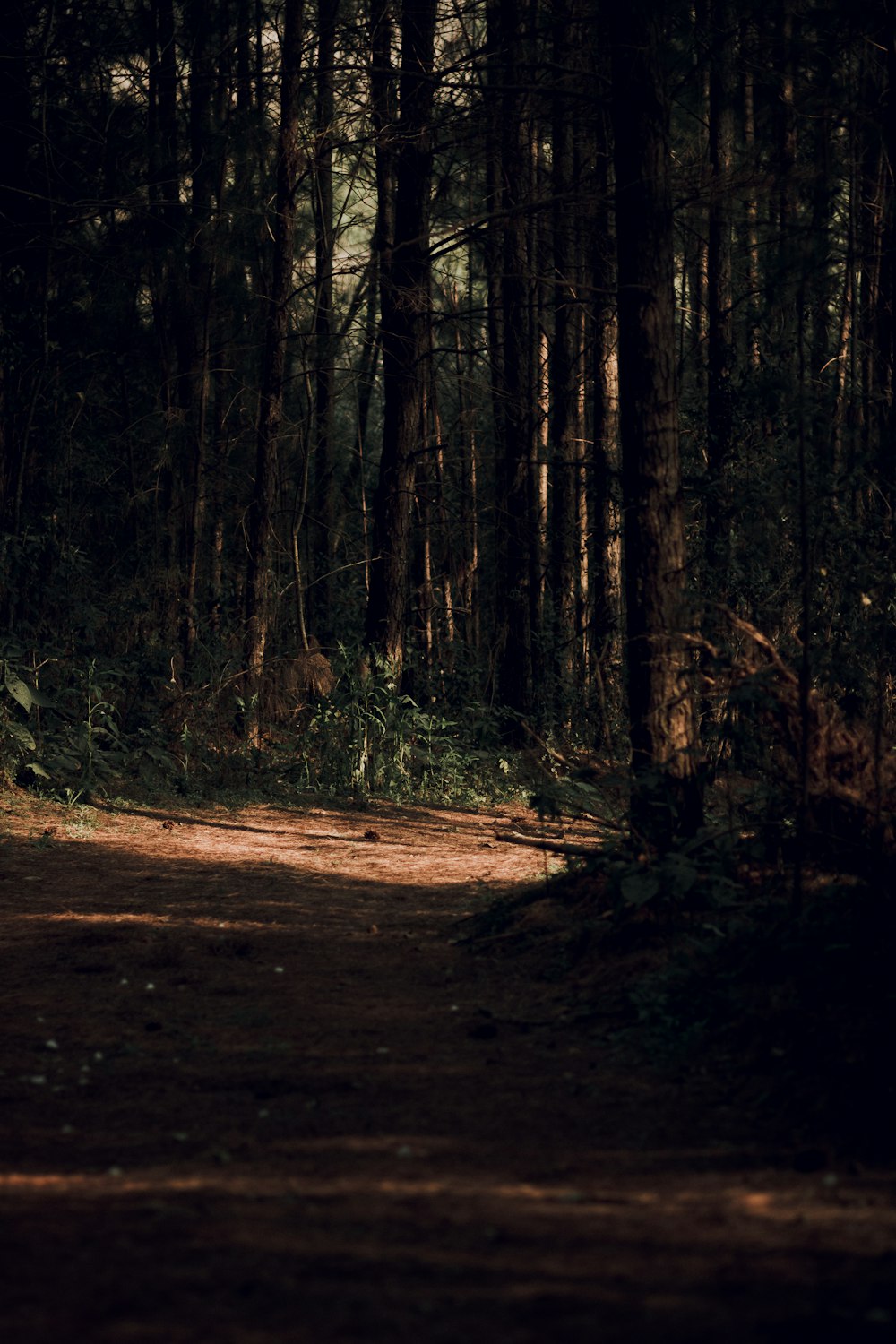 brown dirt road in the woods