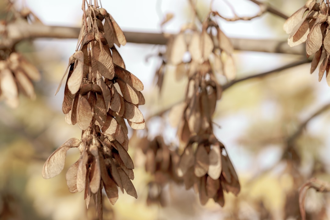 brown dried leaves on brown wooden stick