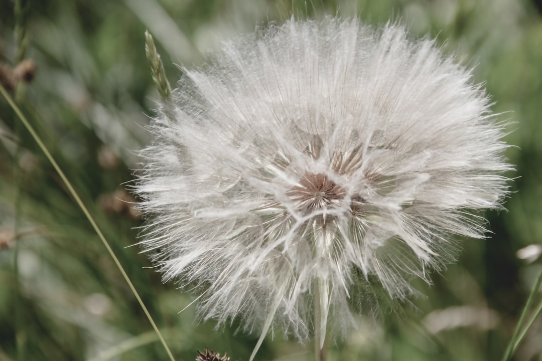 white dandelion in close up photography