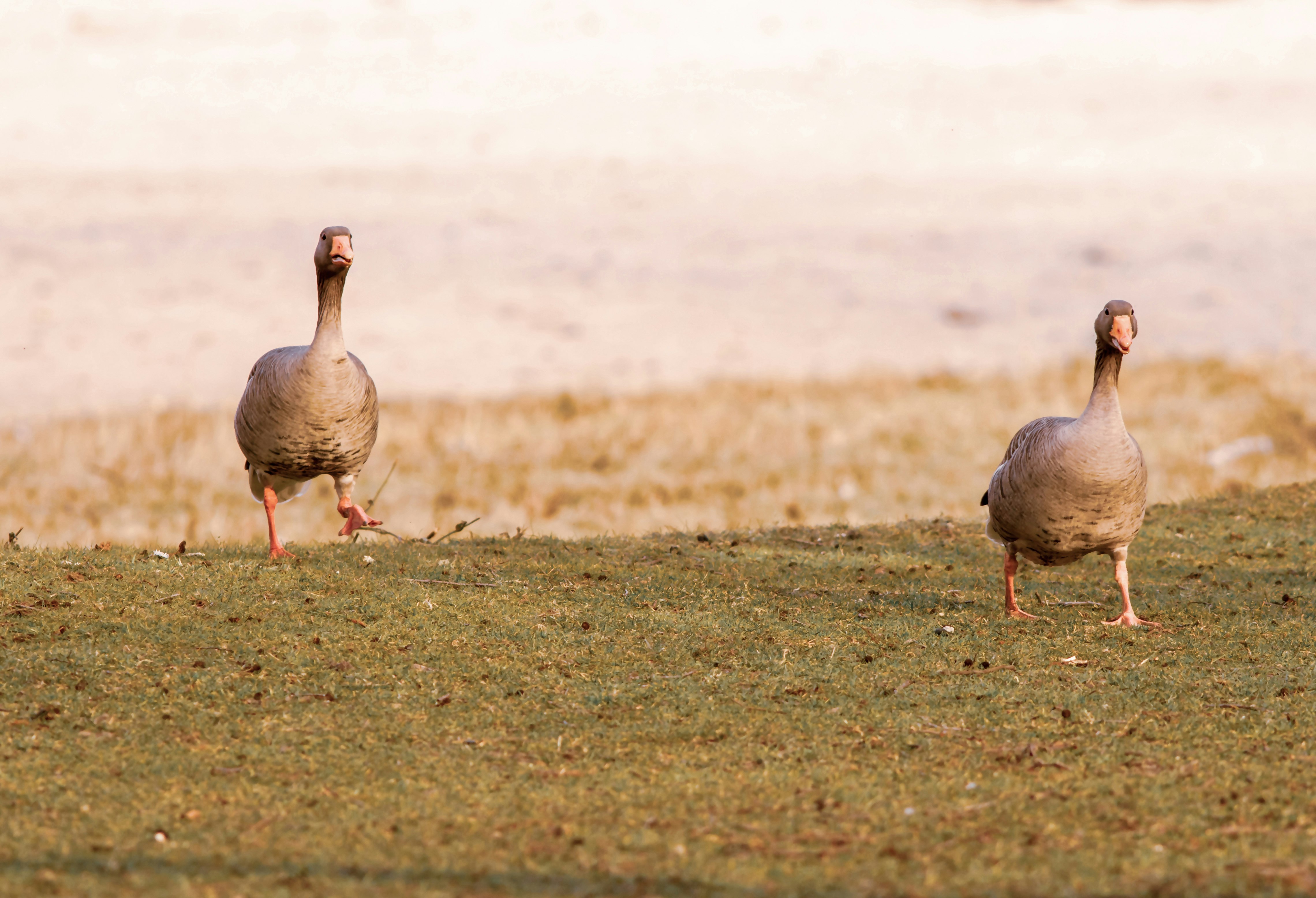 gray duck on brown grass field during daytime