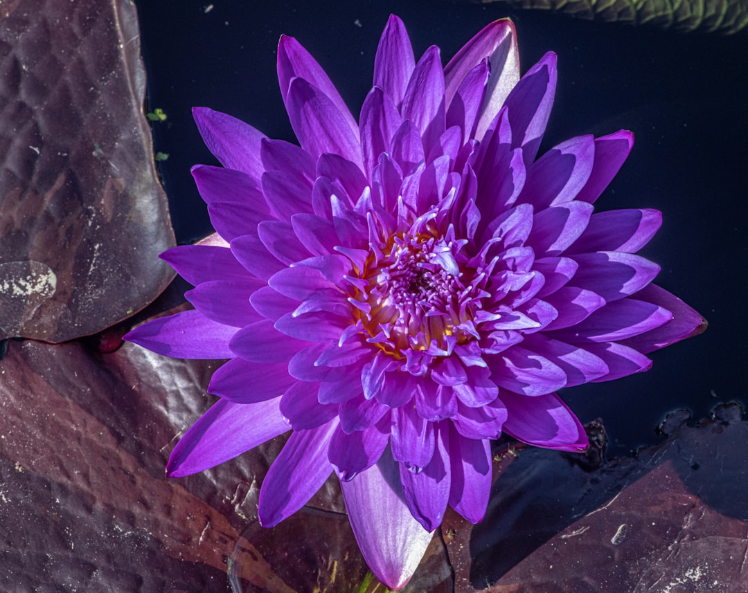 purple flower on brown wooden surface