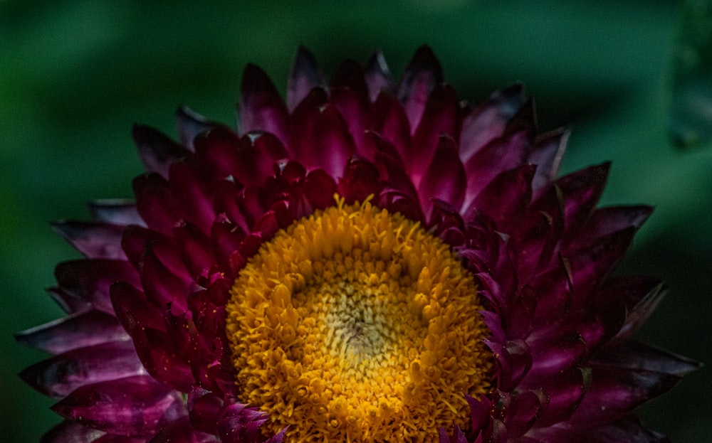 purple and yellow flower in macro lens photography