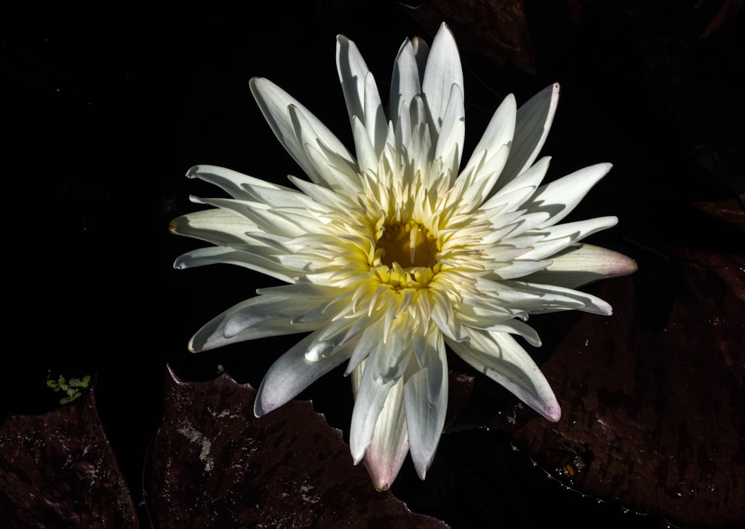white and yellow flower on black surface