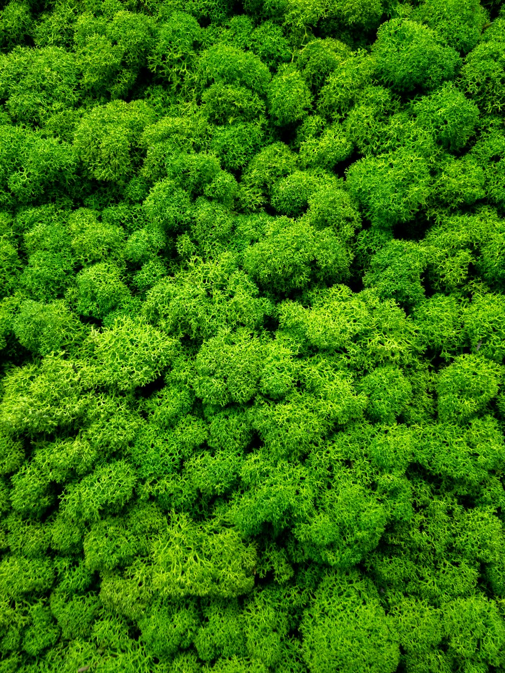 green leaf tree during daytime