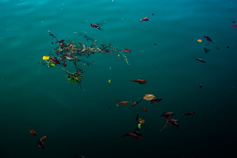 green and yellow leaves on water