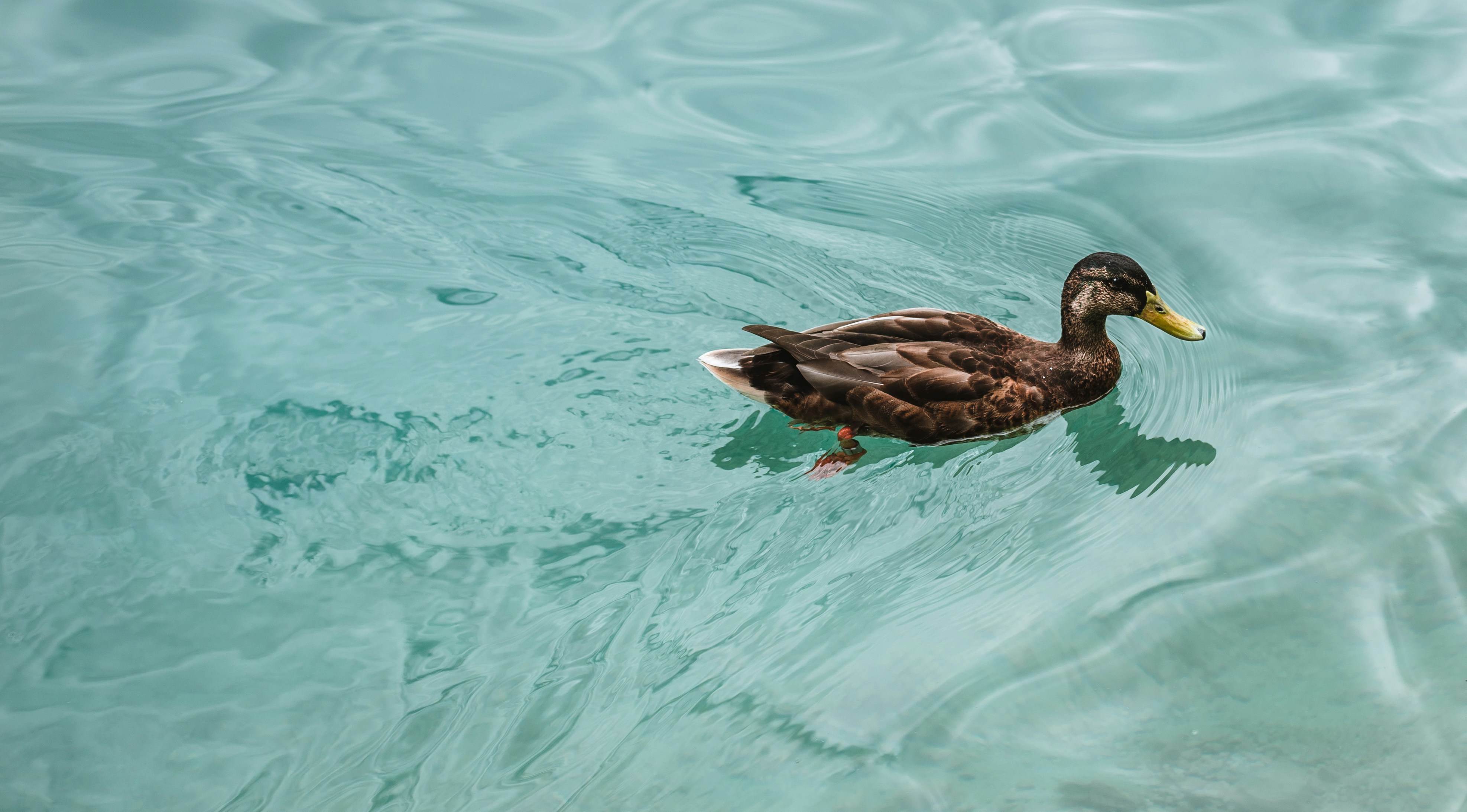 brown duck on water during daytime