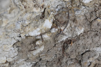 A close-up of a textured, rocky surface with visible layers of sediment and small, scattered twigs. The surface appears dusty and rough, with varying shades of earthy colors.