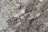 A close-up of a textured, rocky surface with visible layers of sediment and small, scattered twigs. The surface appears dusty and rough, with varying shades of earthy colors.