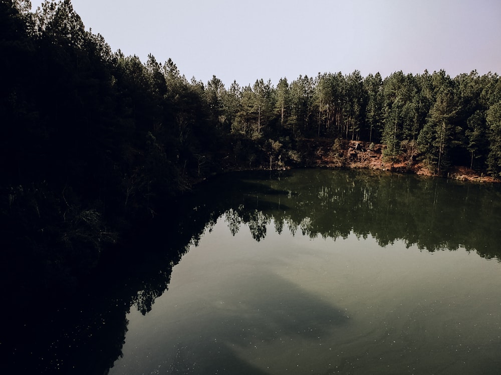 green trees beside river during daytime