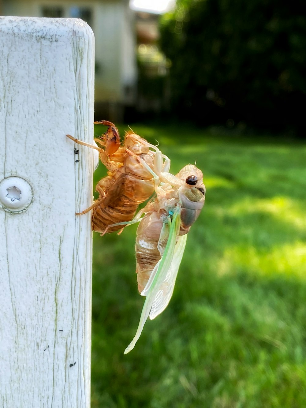 brown and green insect on white wooden fence during daytime